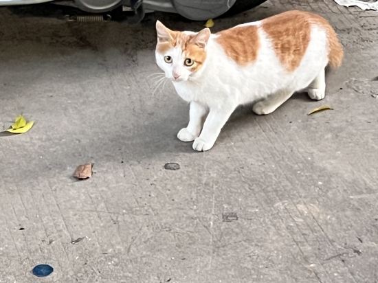 麗楓酒店（廣州高鐵南站會江地鐵站店）優惠