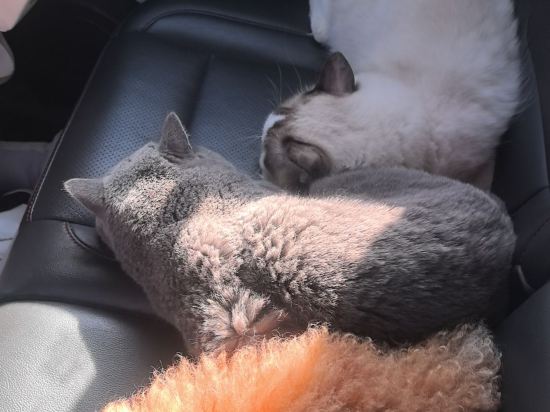 麗楓酒店（清遠市政府新城汽車站店）優惠