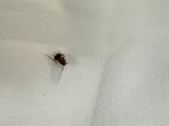 科隆機場特羅斯多夫貝斯特韋斯特酒店優惠