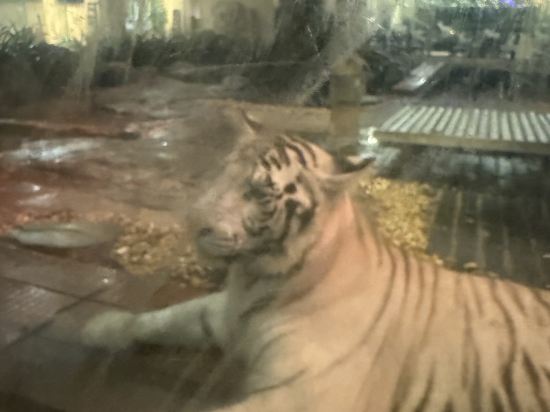 長隆酒店（廣州長隆野生動物世界店）優惠