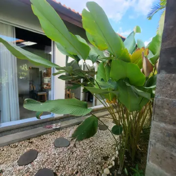 Special Nyepi Offer! Jungle Amaranth Villa Canggu – Exclusive 3BR Retreat with Pool Photos