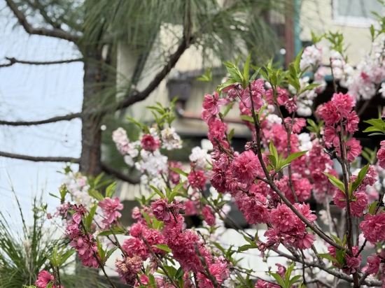 ザ グランドウェスト 嵐山 クーポン