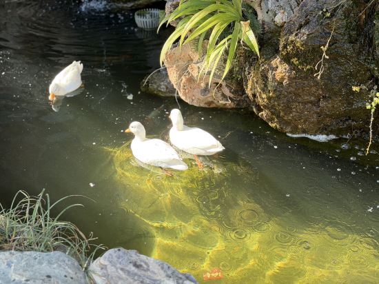 大理印象水月隱世飯店優惠