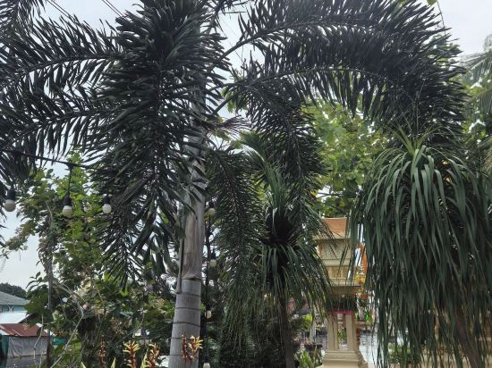 金家素萬那普機場酒店優惠