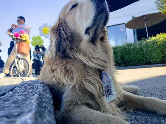 大理洱朵花園海景酒店優惠