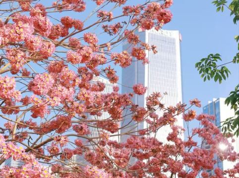 深圳維景酒店優惠