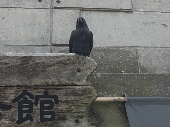 京急札幌天空普拉特青年旅館優惠