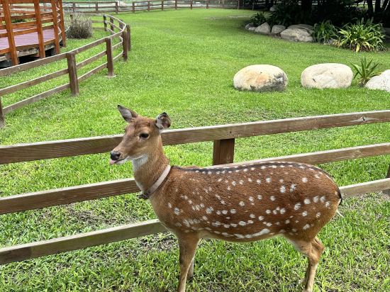 頌謙文旅 梅花鹿同住優惠