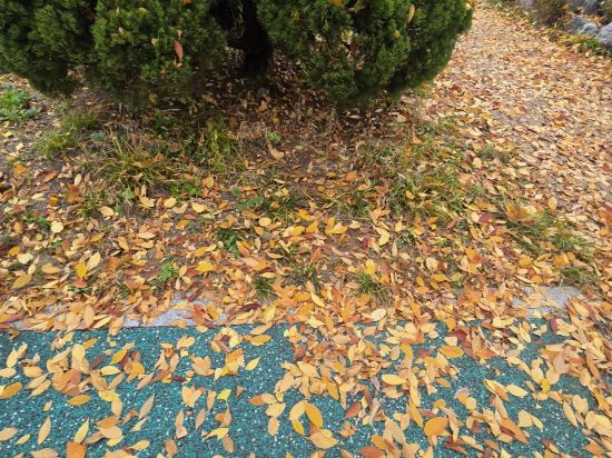 Yeongju Alto Hotel 쿠폰