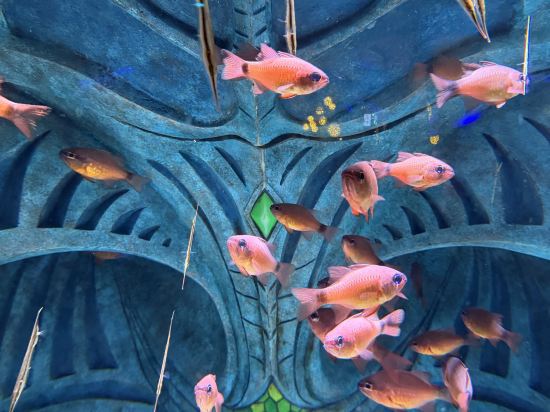 三亞亞特蘭蒂斯酒店優惠