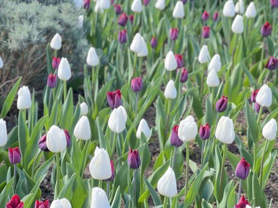 假日曼徹斯特西區酒店優惠