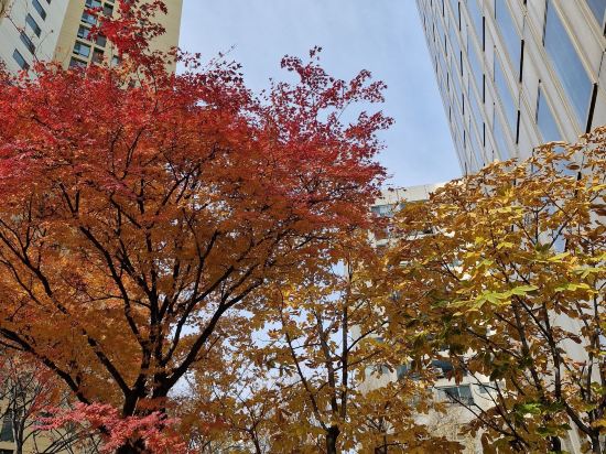 麻浦新羅舒泰飯店 （弘大）優惠