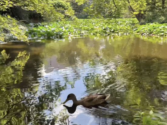東横INN札幌すすきの交差点 クーポン