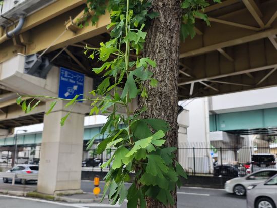 ホテルマイステイズ新大阪コンファレンスセンター クーポン