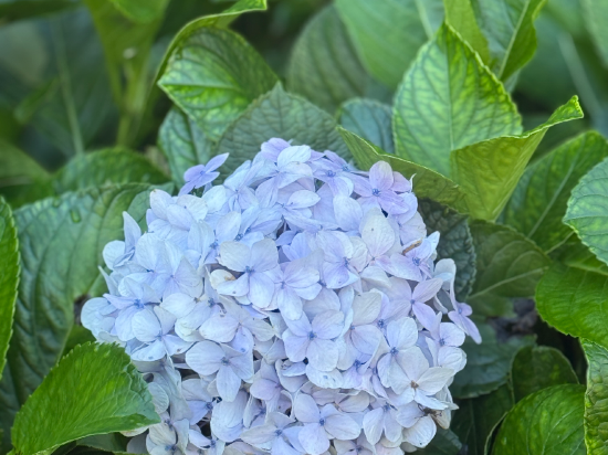 阿里山淵明居山莊優惠