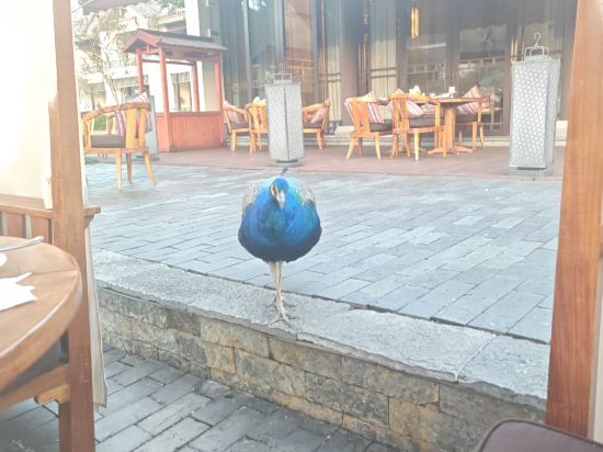 陽朔悦榕莊優惠