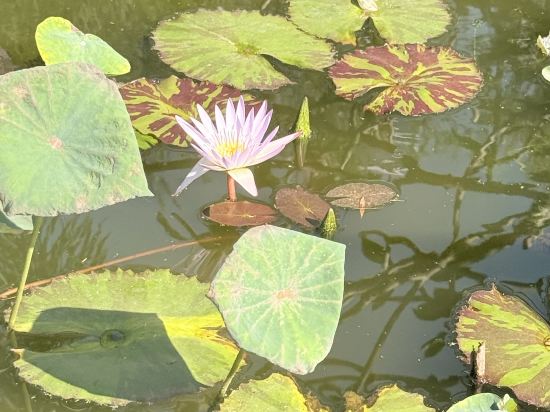 美豪酒店（深圳羅湖筍崗中心店）優惠