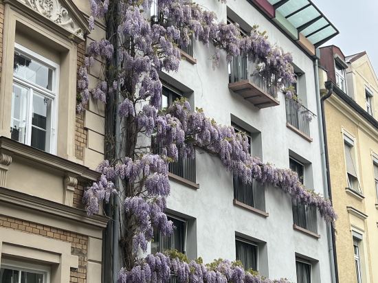 慕尼黑維克多酒店優惠