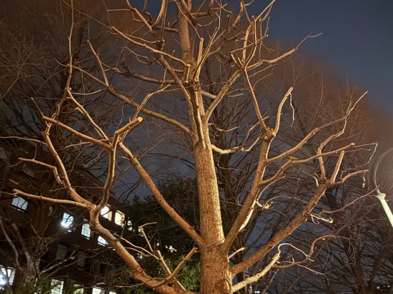 ウェスティンホテル東京 クーポン