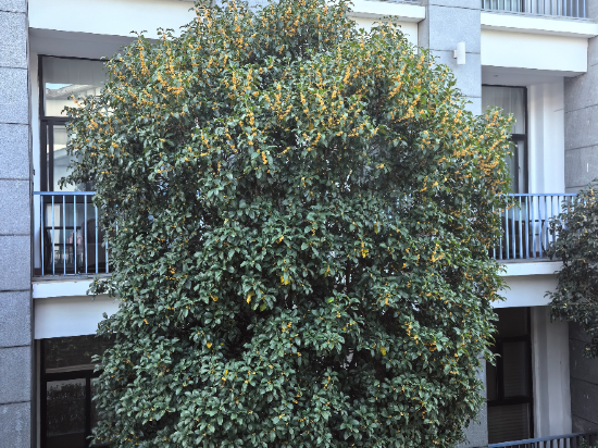 蘇州書香府邸平江府優惠