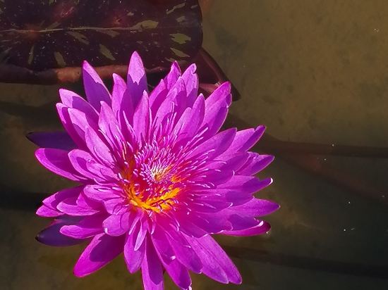 深圳維景酒店優惠