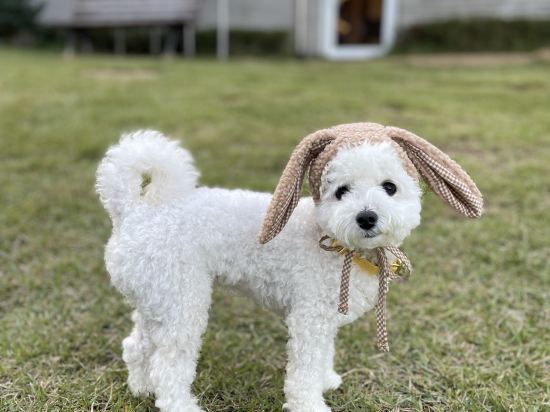 라스블랑카스 쿠폰