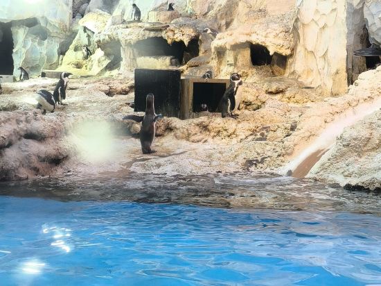 珠海長隆企鵝酒店優惠