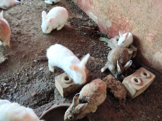 勒温斯里澤瑞酒店優惠