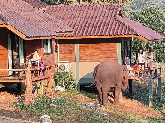 清邁大象之友酒店優惠