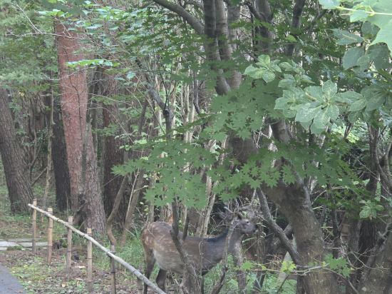 長者原溫泉 溫泉鄉審虎乃湯優惠