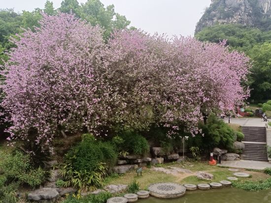 桂林象鼻山曼哈頓飯店（兩江四湖景區店）優惠