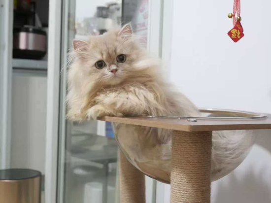 深圳寶安希爾頓惠庭酒店優惠