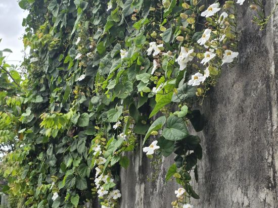 金巴蘭海灘福克斯哈里斯酒店優惠