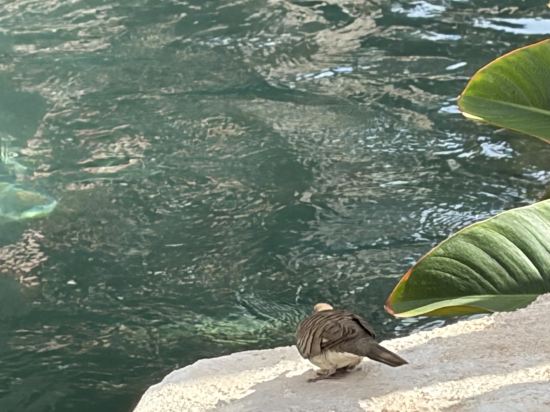 芭堤雅盛泰瀾幻影海灘度假村 （SHA Extra Plus）優惠