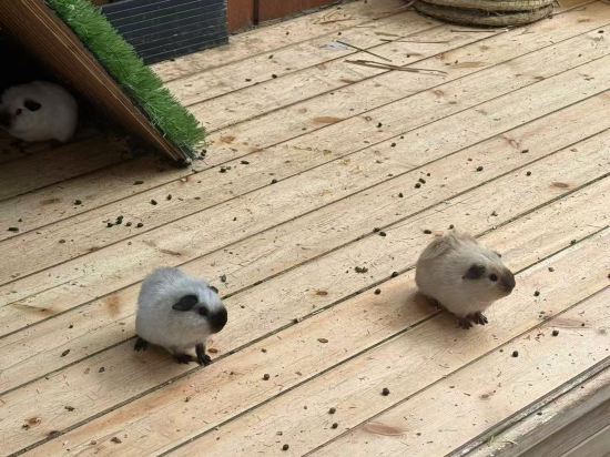 杭州開元森泊度假酒店優惠