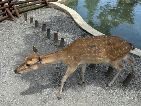宜蘭安緹利亞獨棟Villa優惠