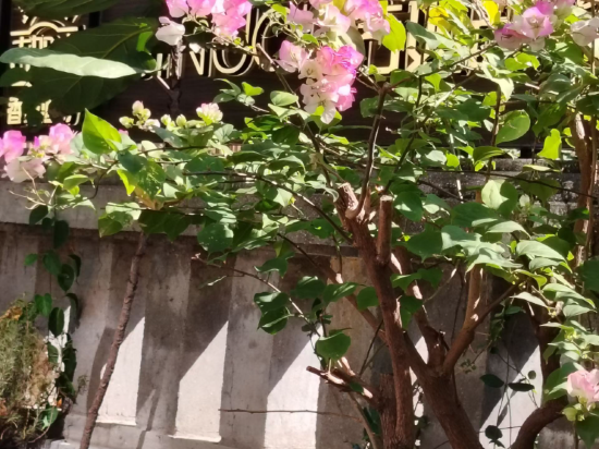 鼓浪嶼黑檀飯店優惠