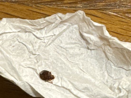 巴洛尼迪薩西大酒店優惠