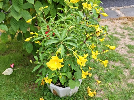 廣州從化聚城山莊優惠