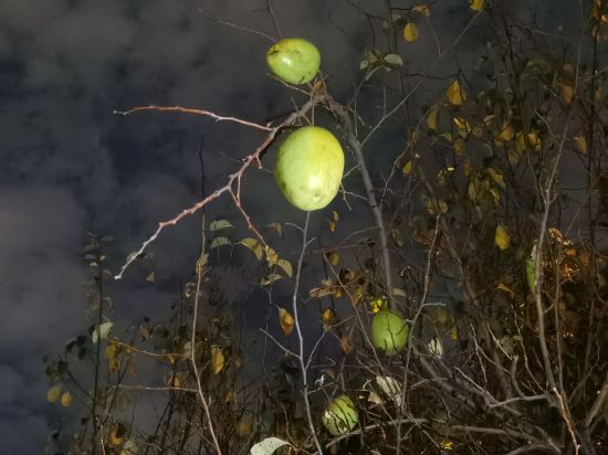 上海西郊賓館優惠