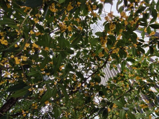 成都高新禧玥飯店優惠