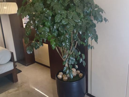 聊城麗洲璞悦酒店優惠