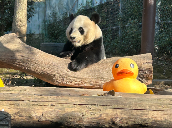 南京紫清湖温泉度假酒店優惠