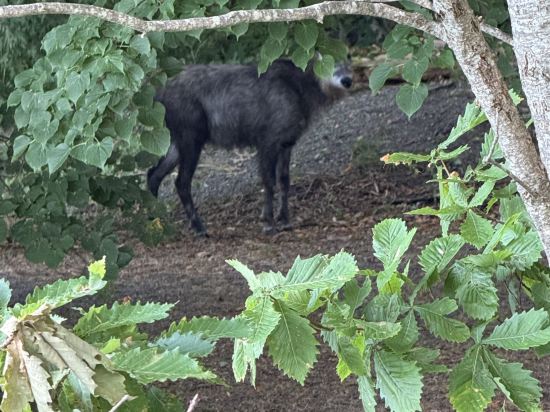 十和田湖畔温泉　十和田湖山荘 クーポン