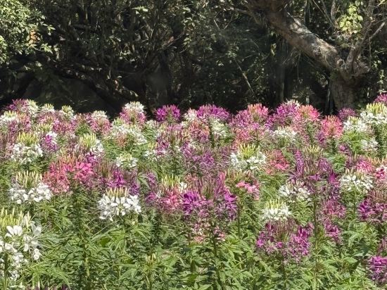 金邊愛米昂酒店優惠