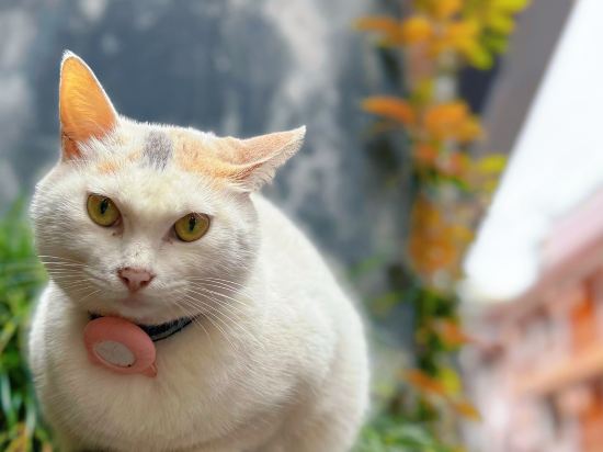 鳳凰清溪禪院優惠