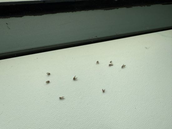 香港汀蘭居優惠