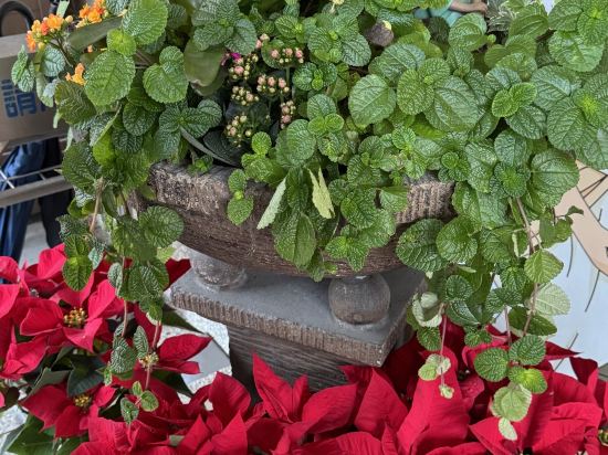 景大渡假莊園優惠