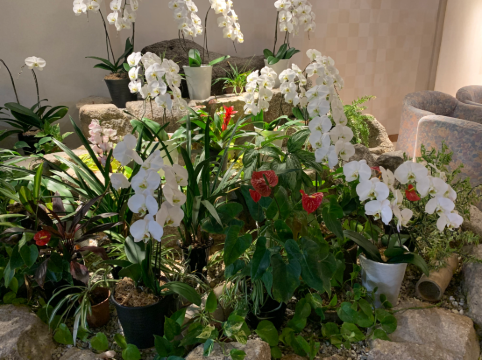 胡蝶蘭 クーポン