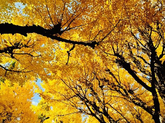 西鐵別府度假酒店優惠